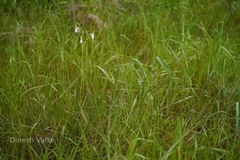 Habenaria longicorniculata